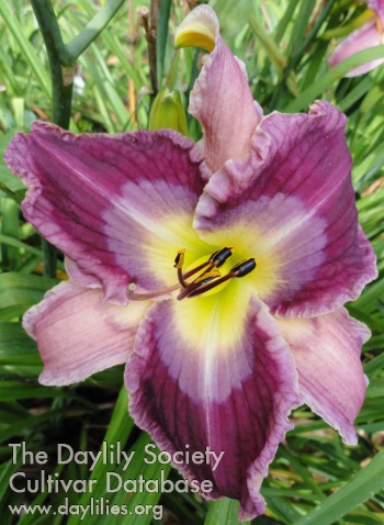 Daylily Disturbance in the Force